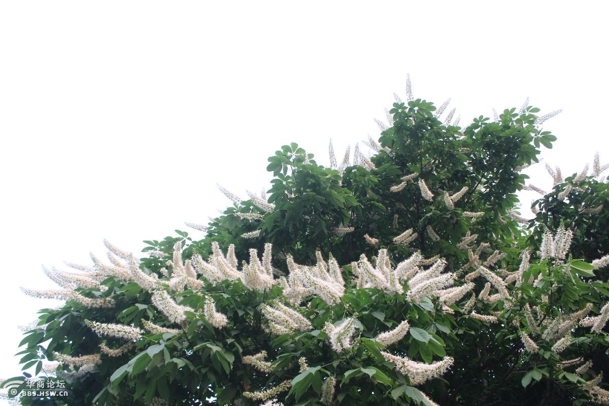 大雁塔南广场的佛教圣树娑罗树开花了