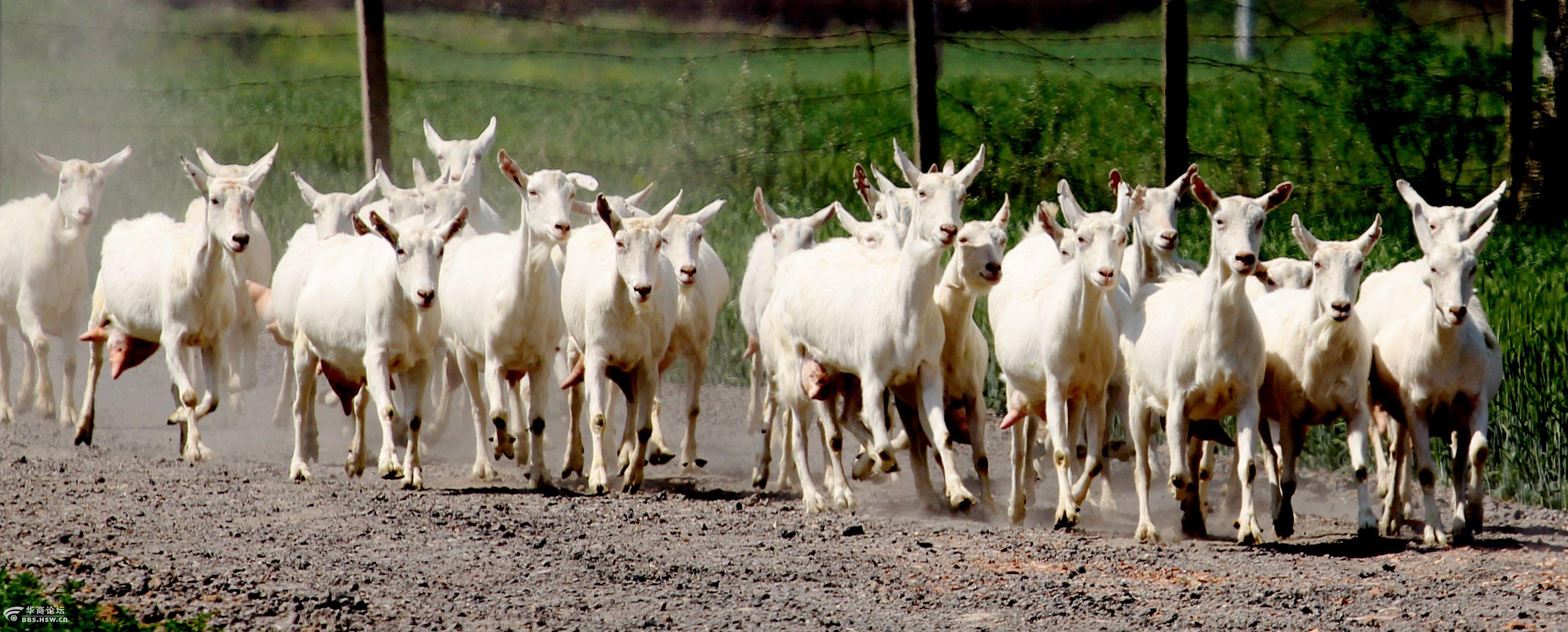 莎能奶山羊 - 千阳的金宝贝