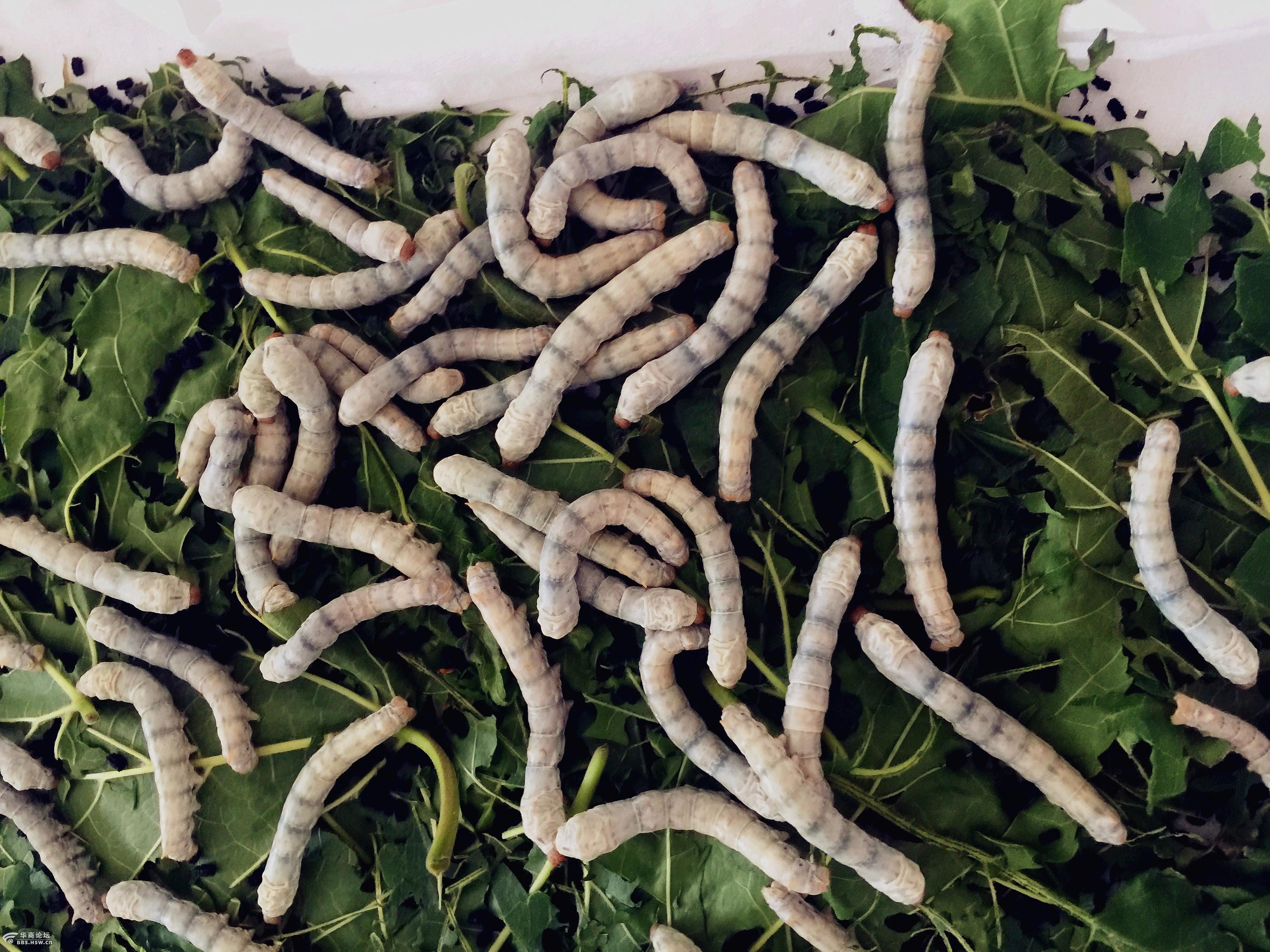 用镜头记录蚕的生活