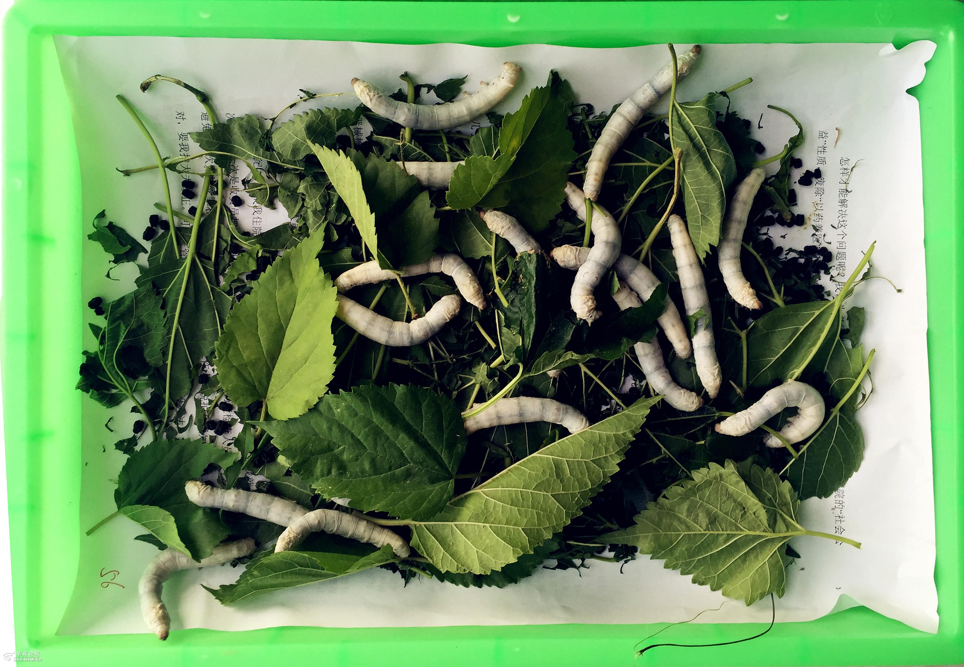 用镜头记录蚕的生活