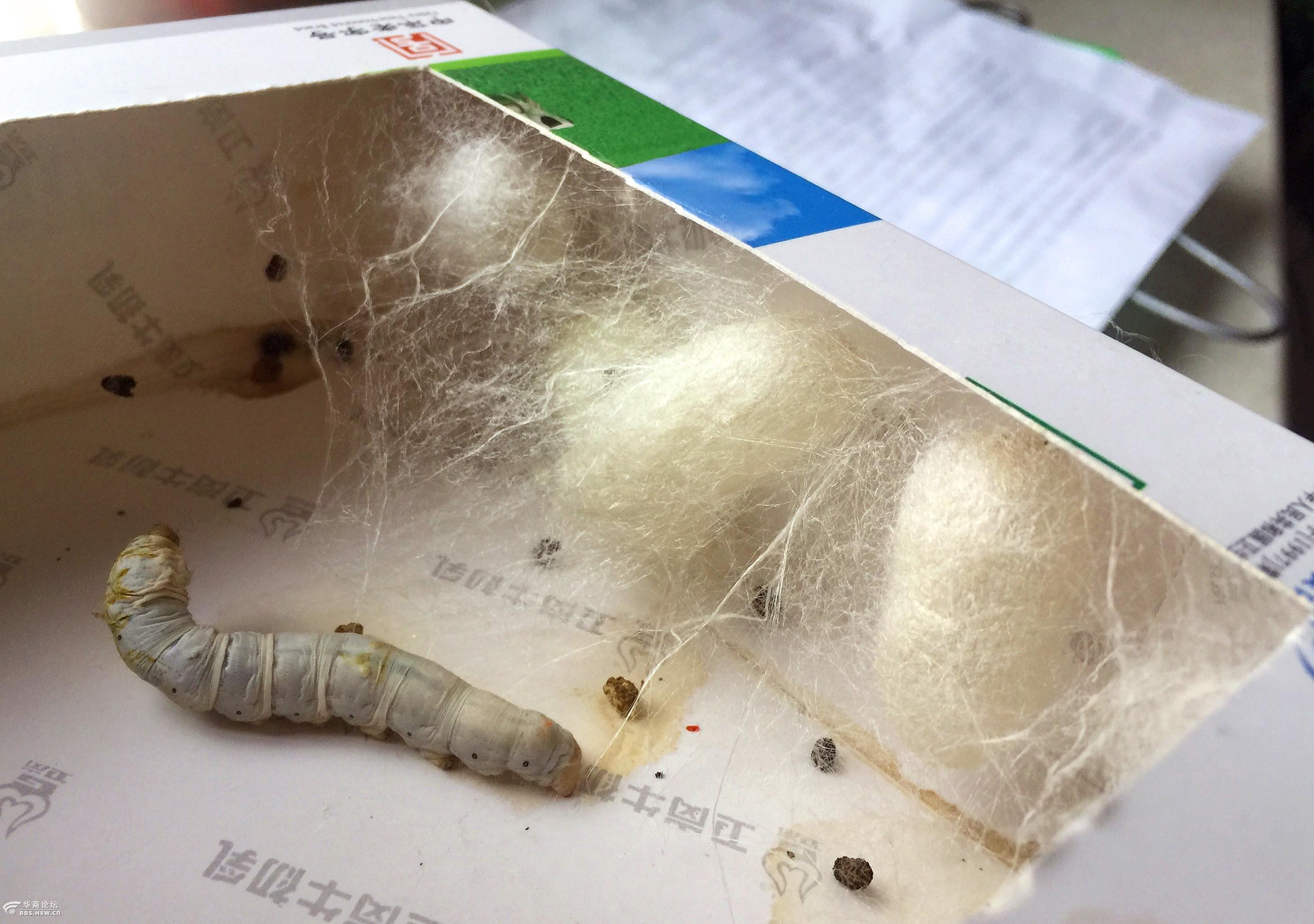 用镜头记录蚕的生活