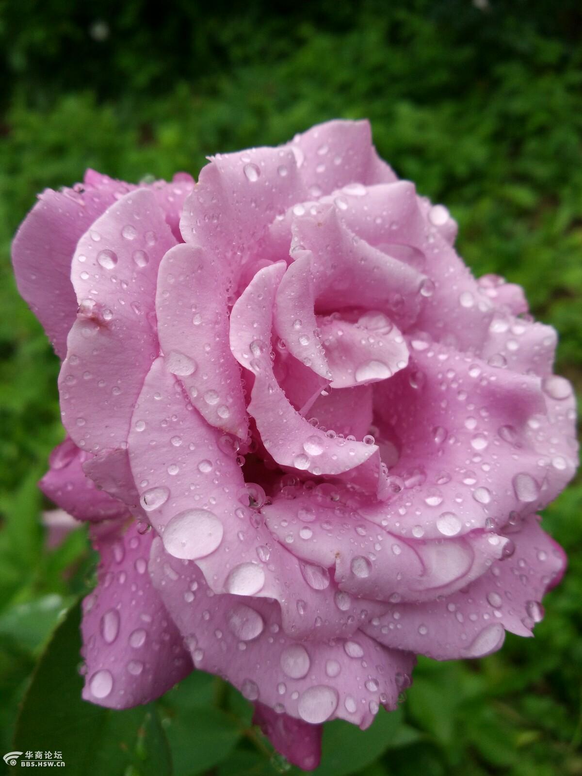 雨中的玫瑰花