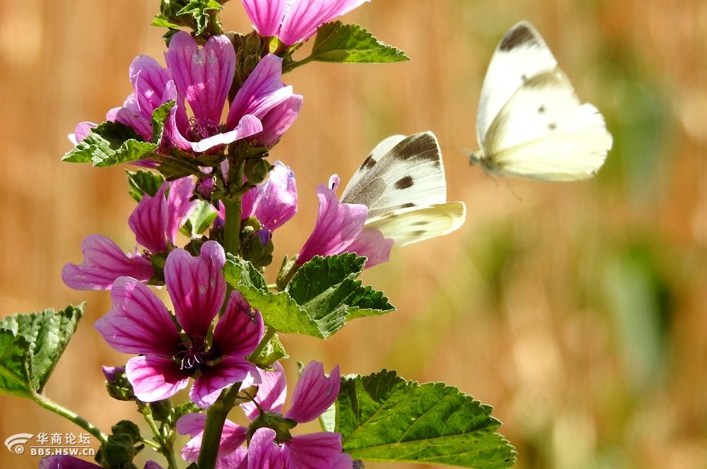 粉蝴蝶爱恋红花朵