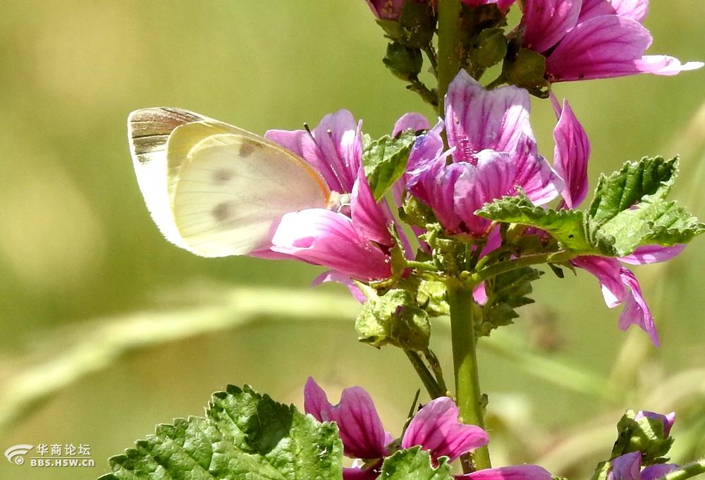 粉蝴蝶爱恋红花朵