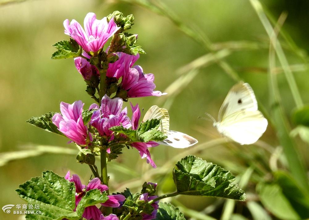 粉蝴蝶爱恋红花朵