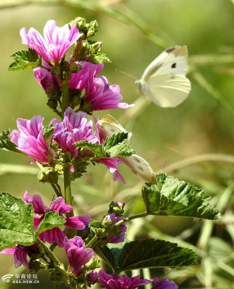 粉蝴蝶爱恋红花朵