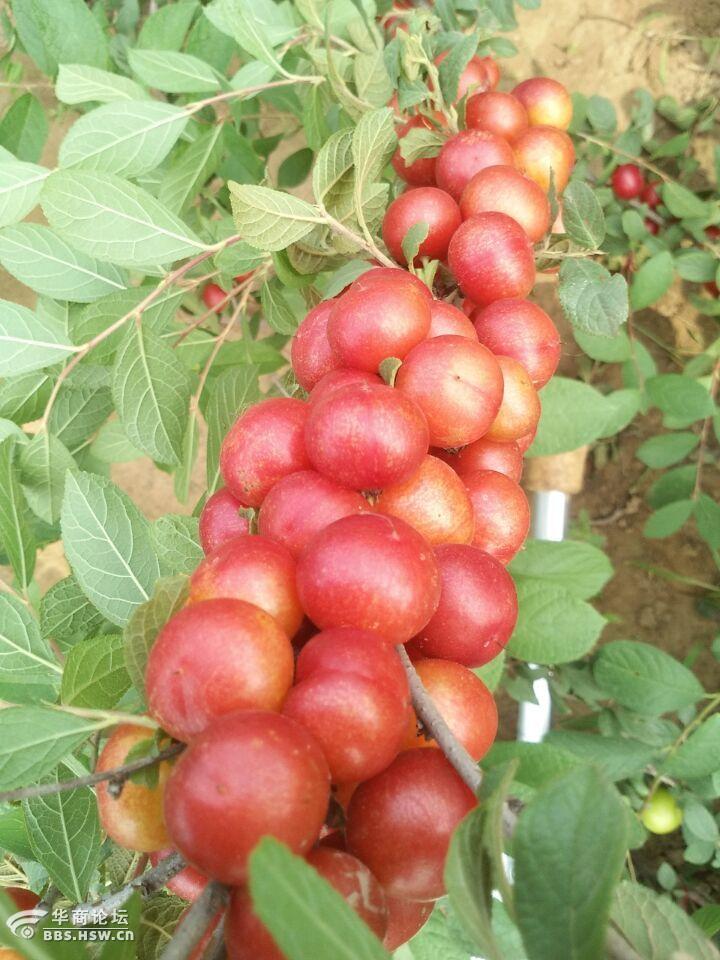 钙果欧李洛南代川美