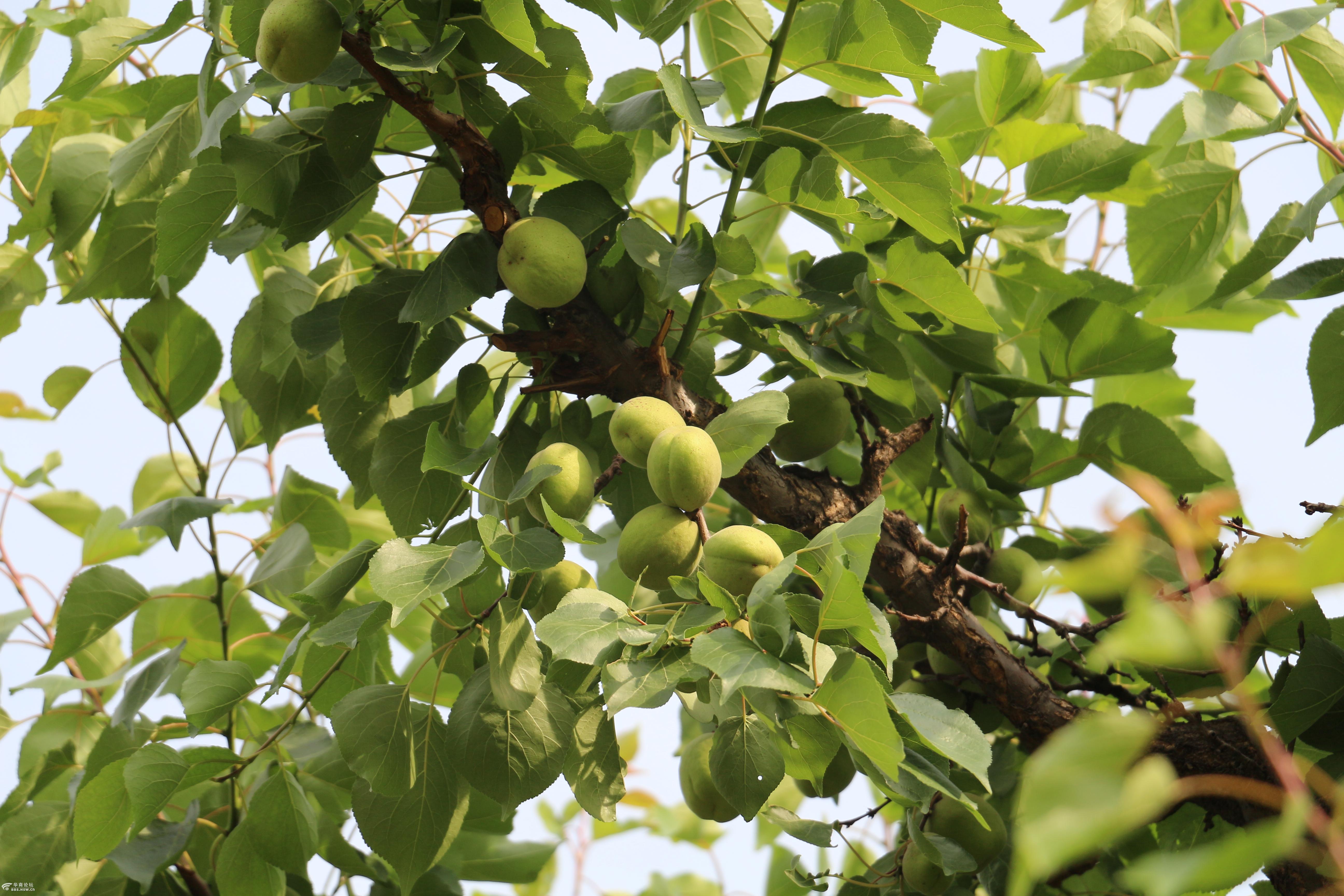 蓝田华胥阿氏村的大银杏正在茁壮成长昨天刚拍的
