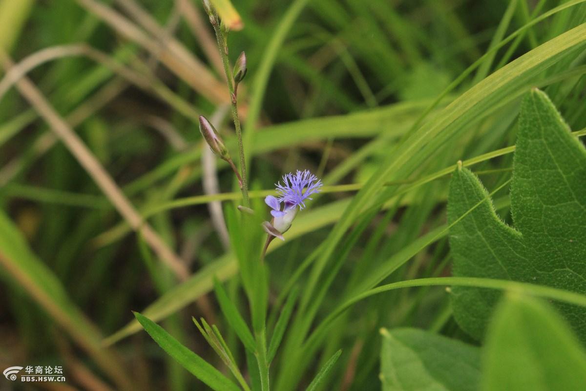 长知识:看着很渺小,名字很大气【远志】