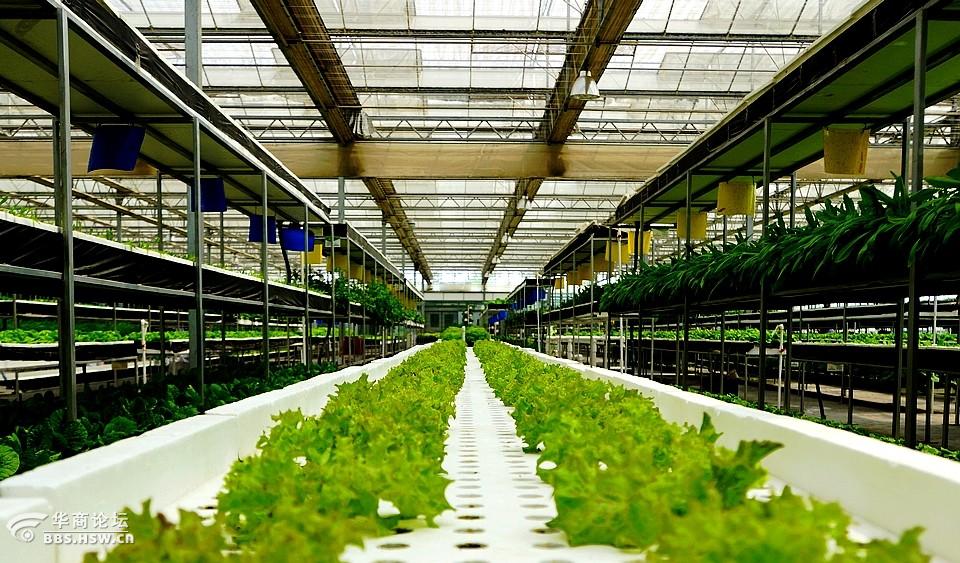 探寻沣东记忆沣东现代都市农业示范园新型种植业与奇花异草