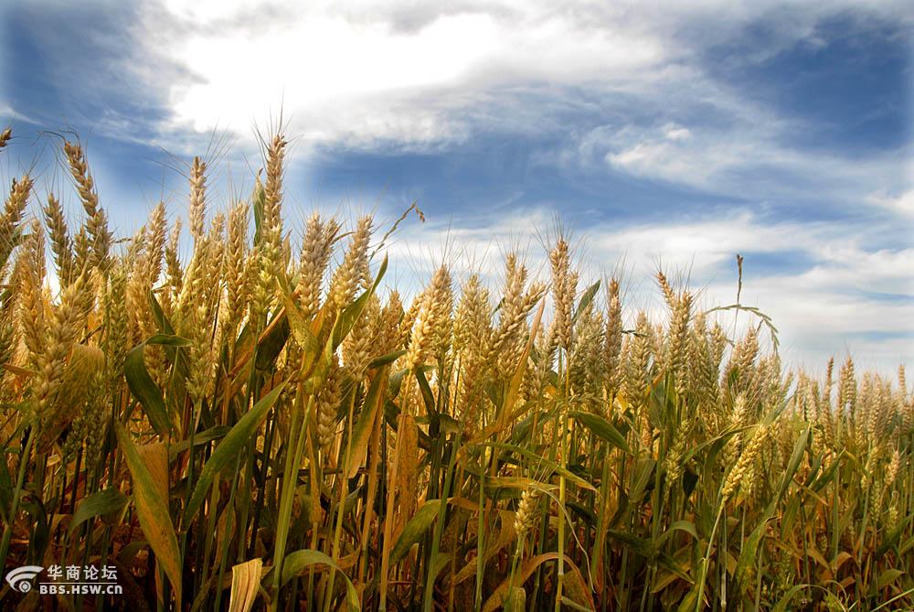 蓝天 白云 青山 麦黄【丰收在望】
