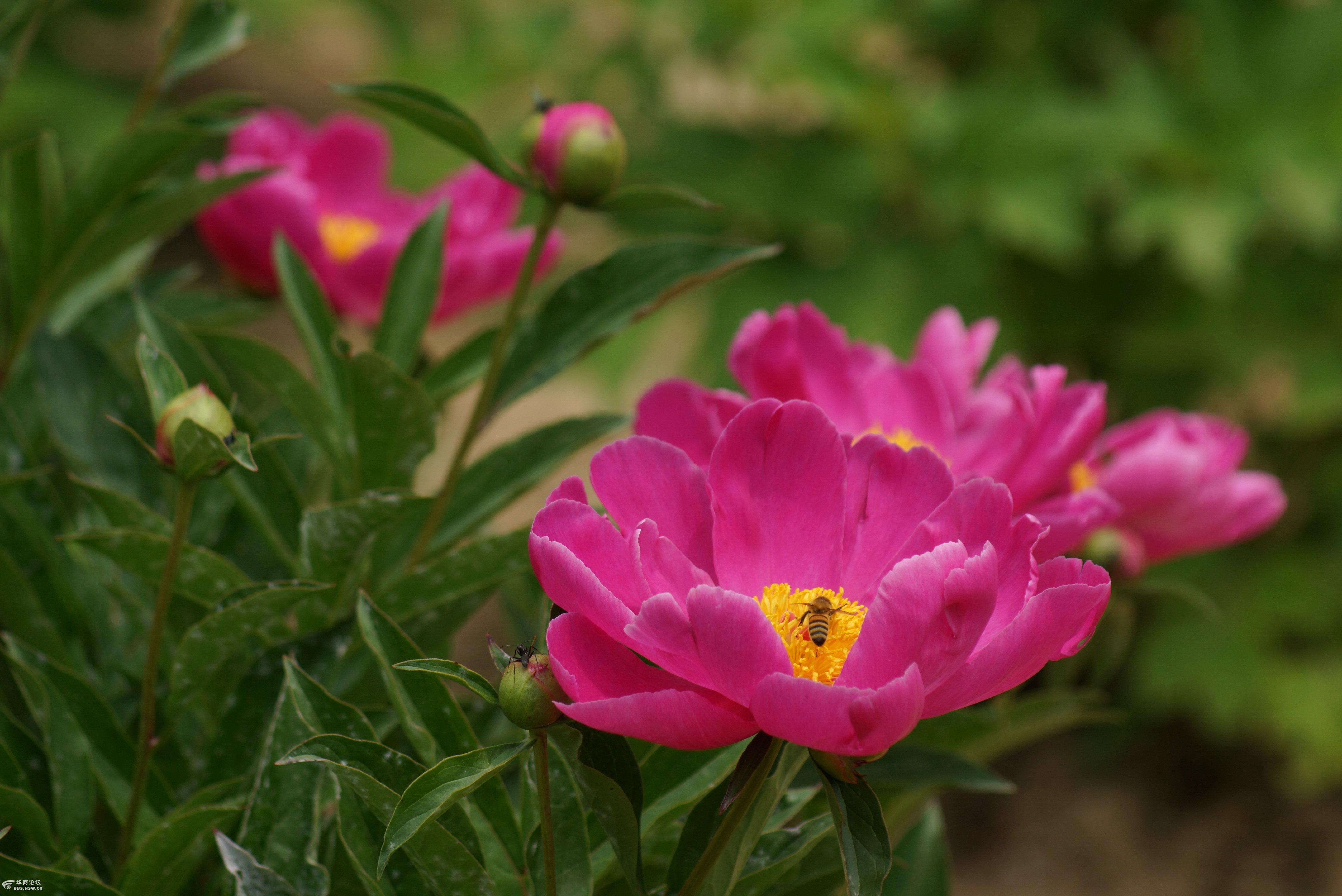 牡丹花儿红艳艳