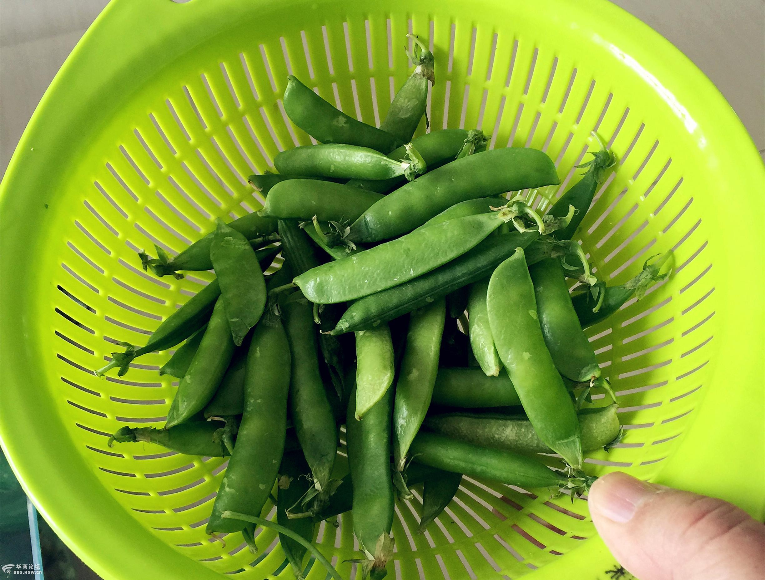 今年又吃上了嫩豌豆角
