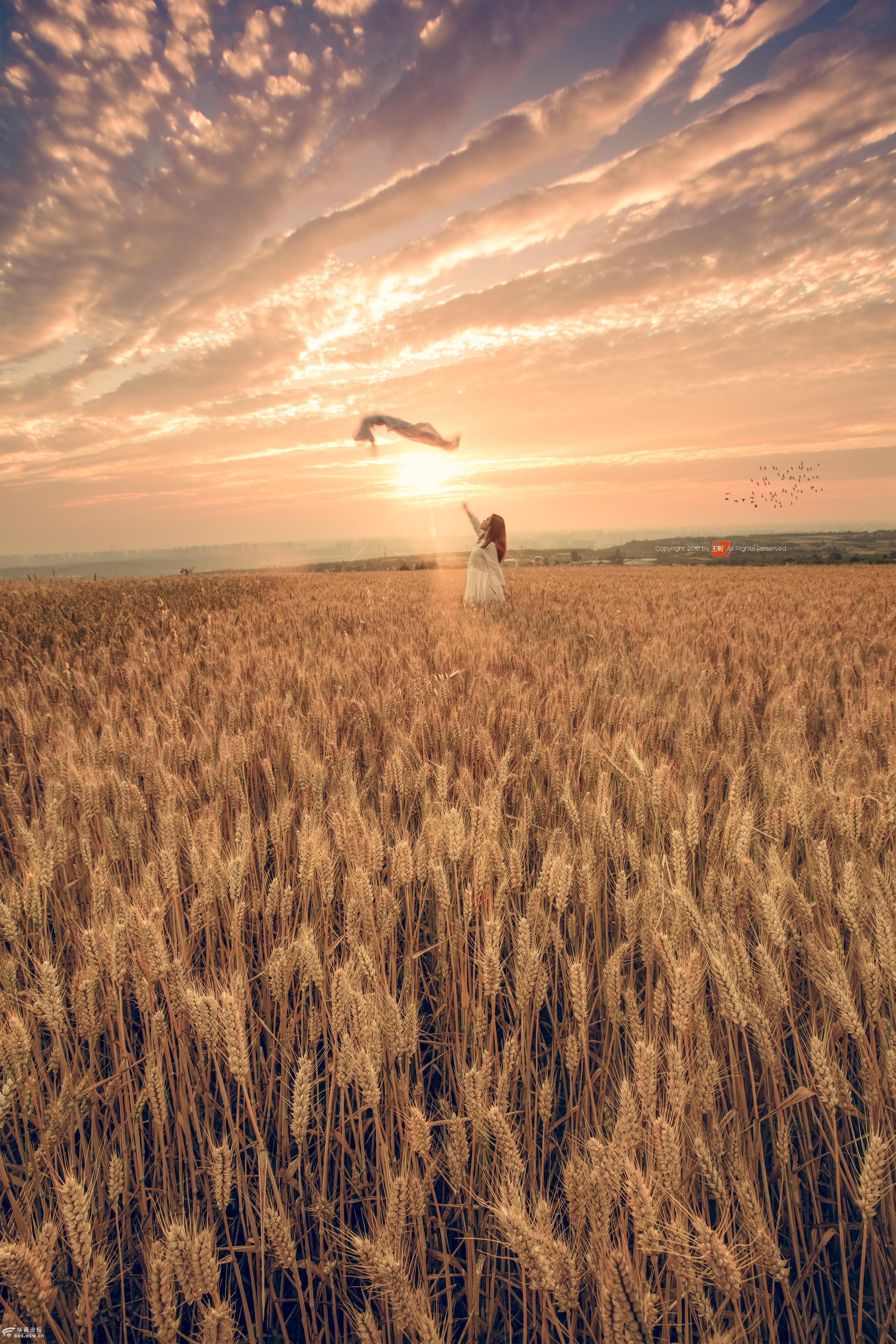 夏之韵麦田人像