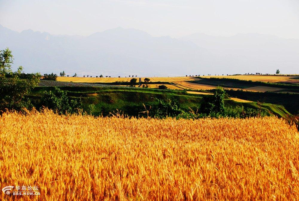 主题:麦黄时节白鹿原