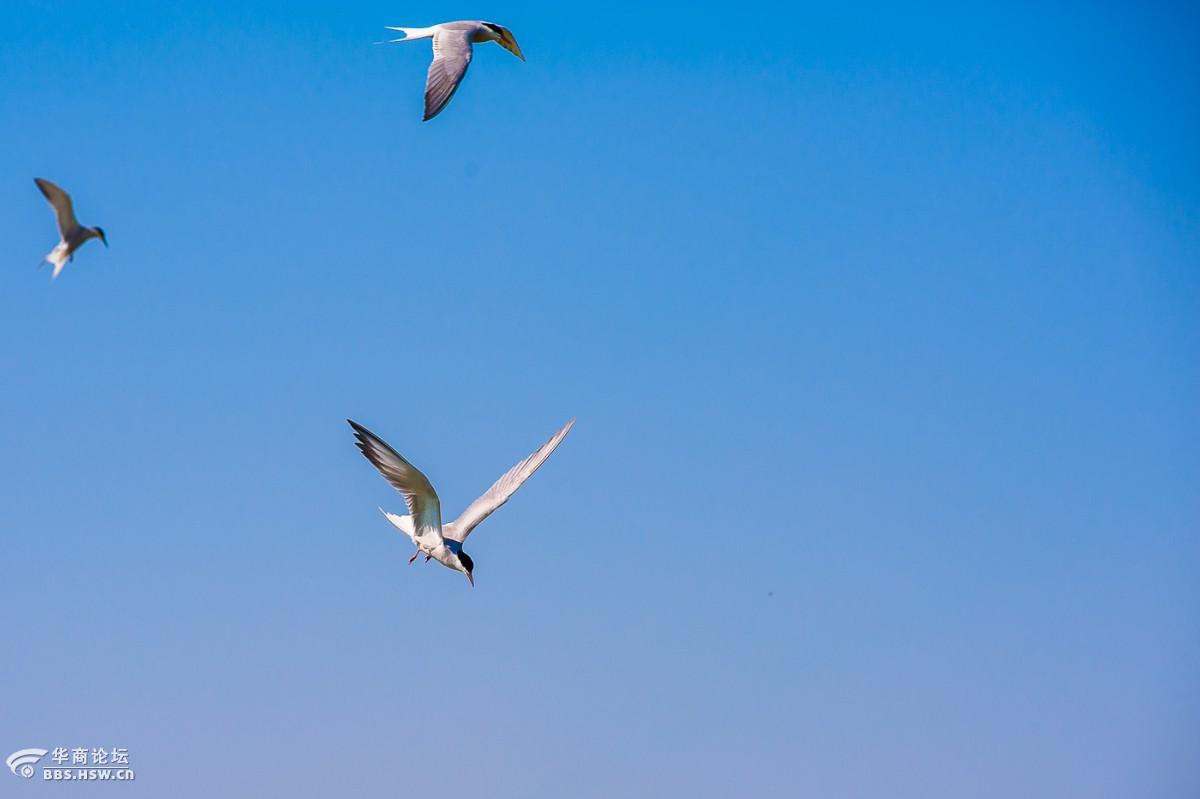 拍拍鸟儿飞呀飞