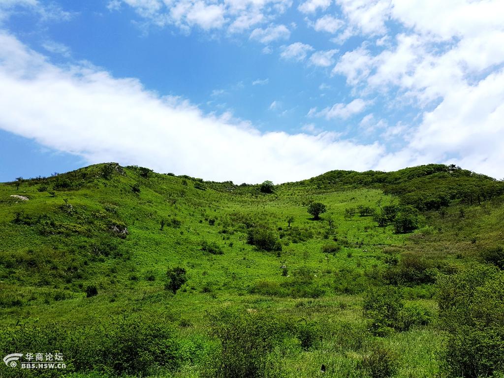 秦岭之库峪草甸