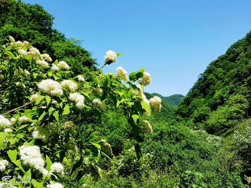 秦岭之库峪草甸