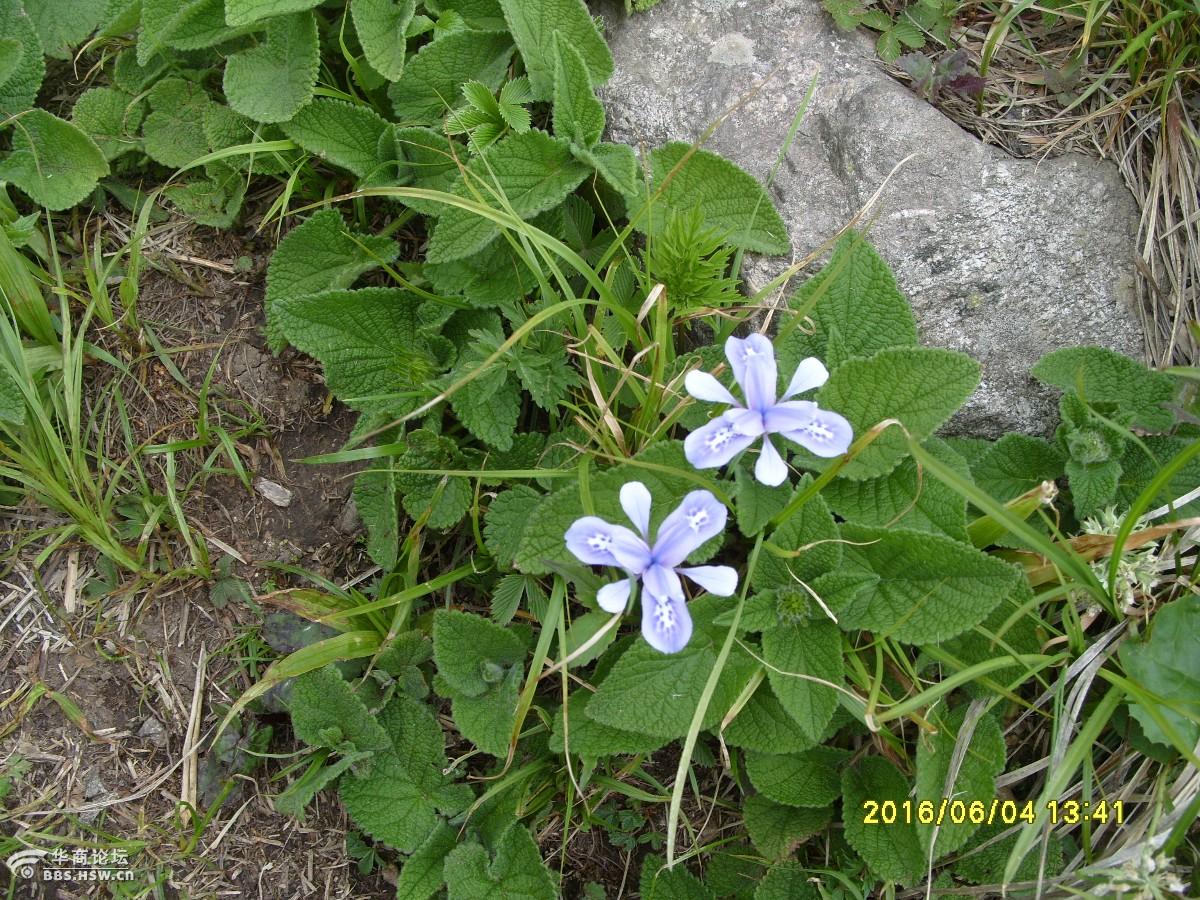 宁陕牛圈沟登跑马梁一路历经烈日狂风细雨