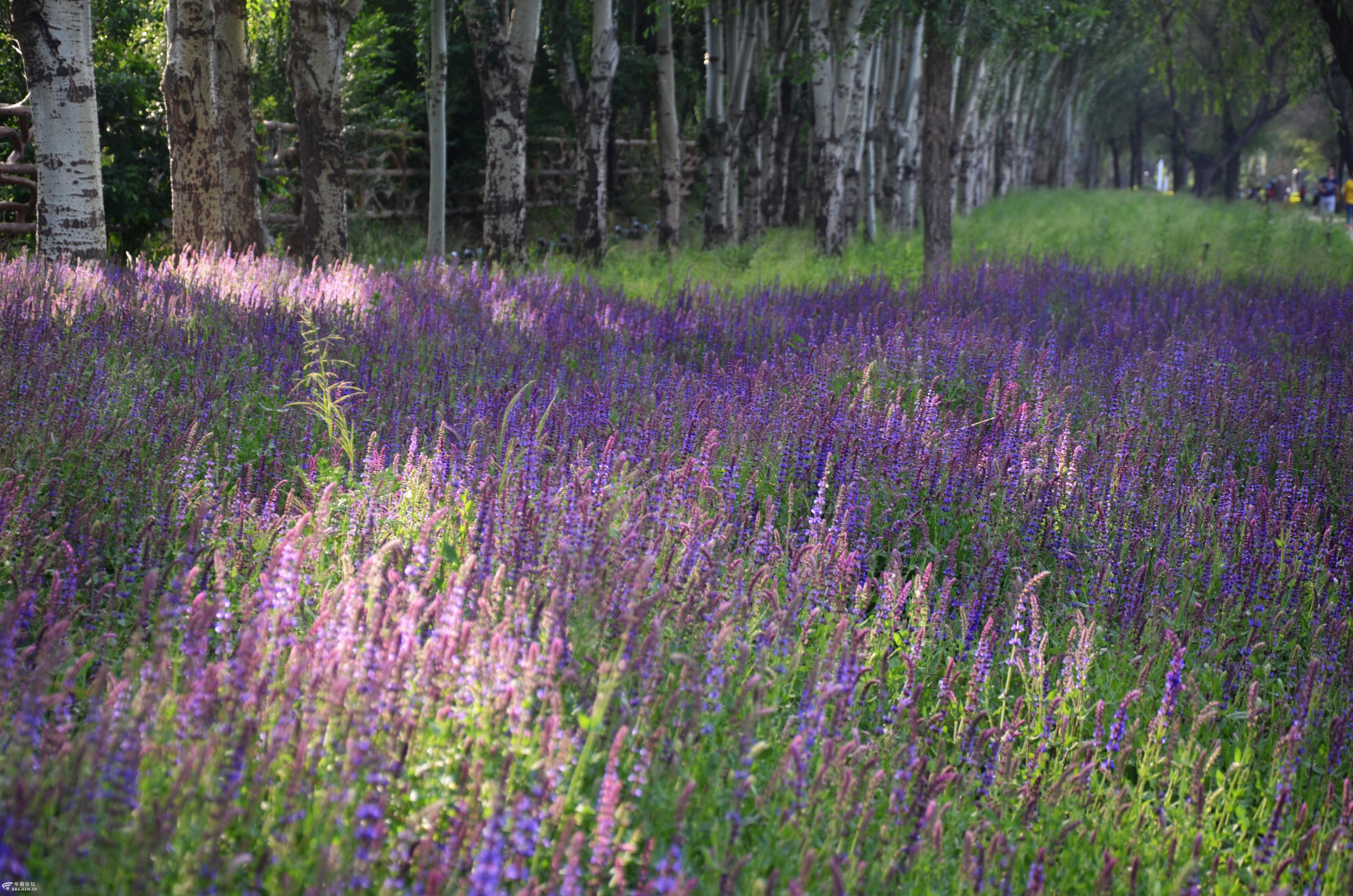 鼠尾草也很漂亮啊