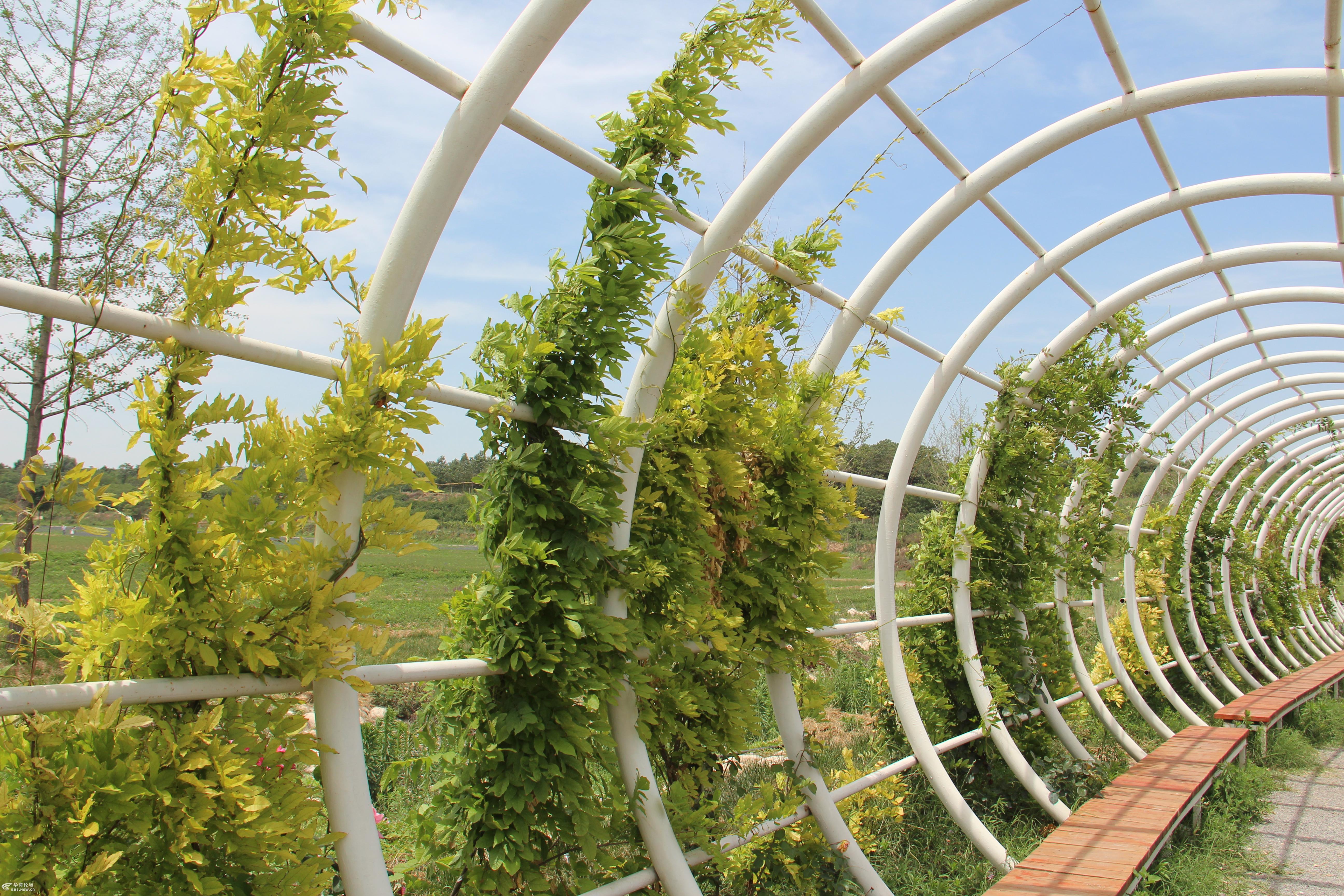 主题:西部芳香园