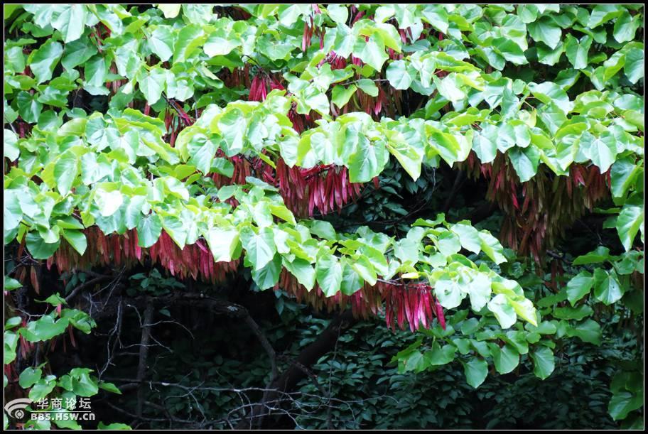 铁甲树巨瓮瀑布玉兰王