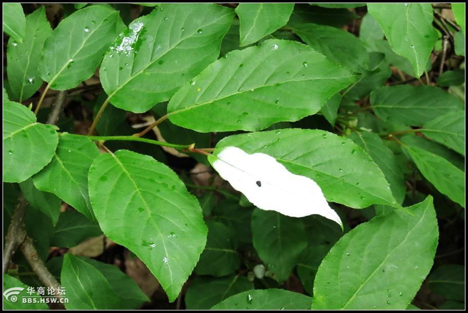 铁甲树巨瓮瀑布玉兰王