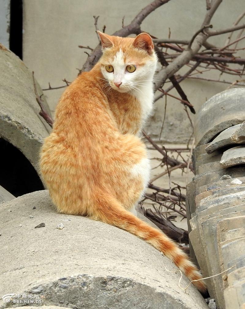 农家院的黄猫咪