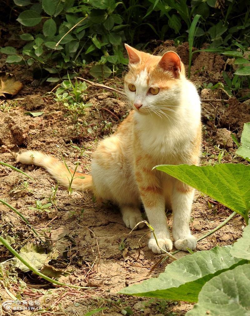 陕西论坛 咸阳论坛 农家院的黄猫咪 只看该作者23楼